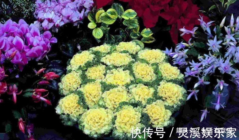 盆栽|牡丹菜盆栽,养护方法告诉你,延长花期6个月,花开爆盆,可涮锅