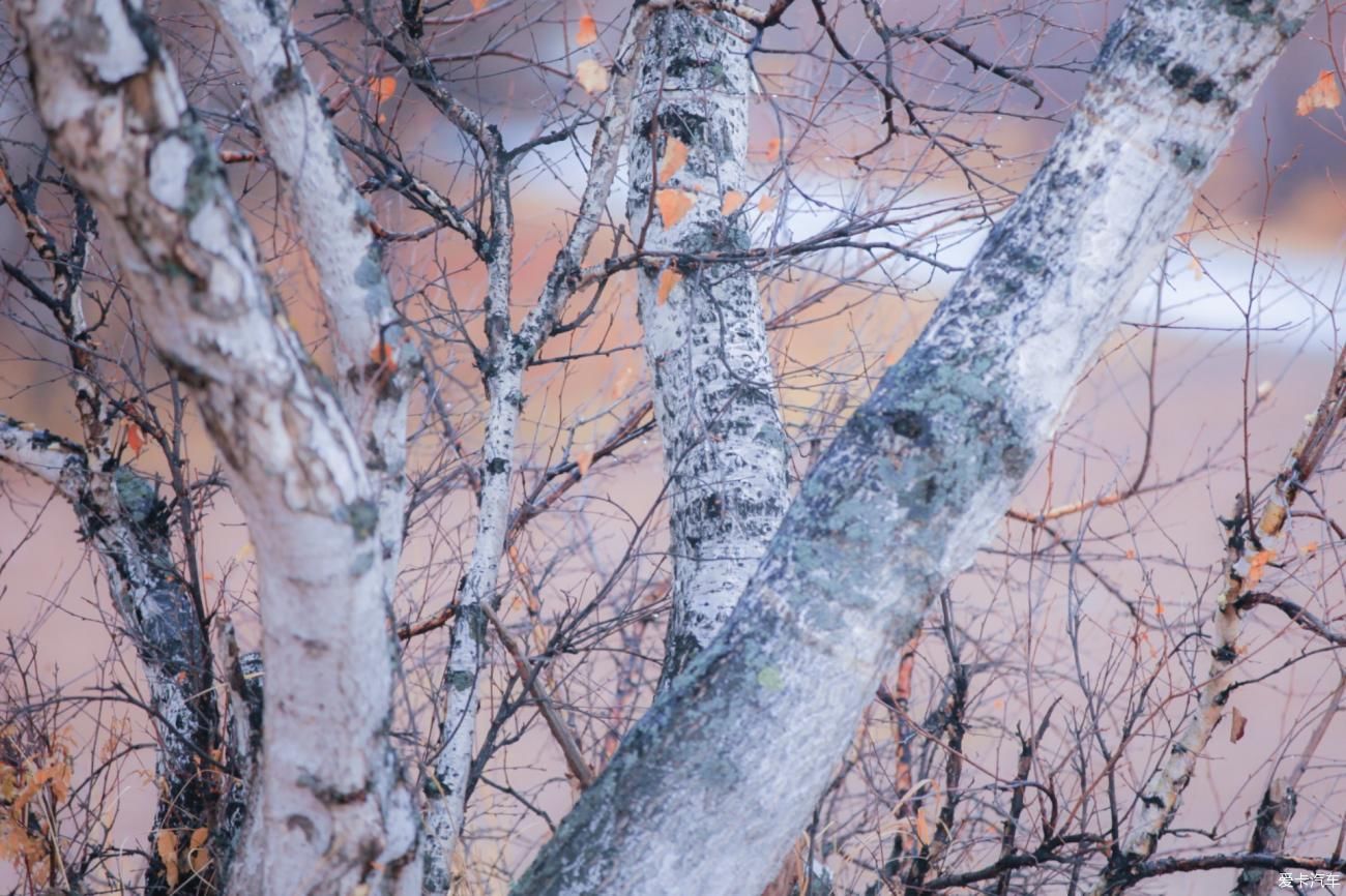 童话世界|【爱卡踏青季】穿行于乌兰布统洁白的童话世界②白桦林间