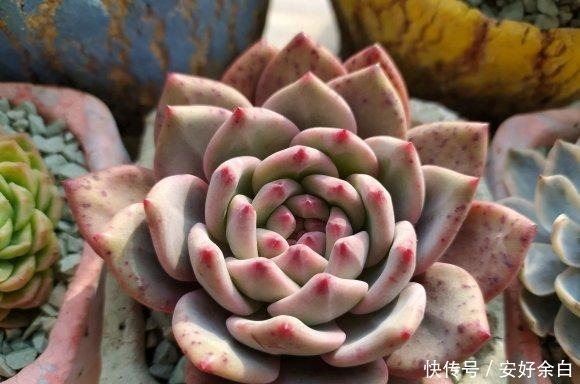 夏天多肉怎么浇水注意这4点，干爽适宜好度夏！