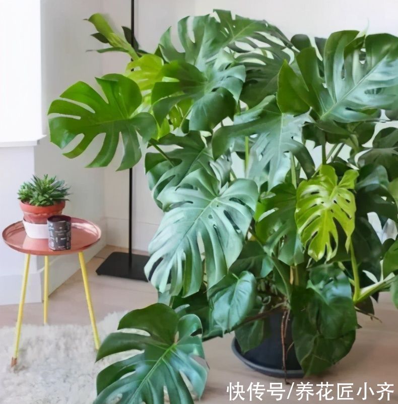 到了夏季，错误的养花方法很危险，越是新手越容易出问题