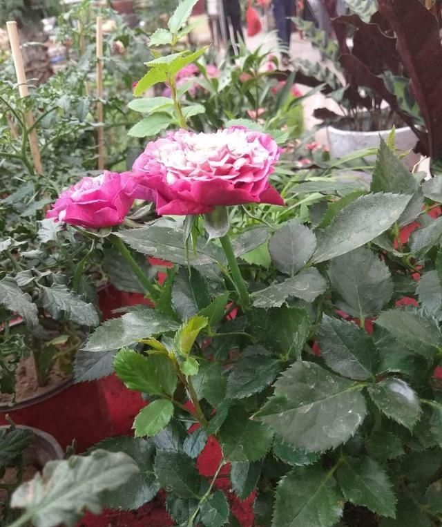 养花就得舍得剪，找对地方剪两刀，嘭嘭开出大花苞