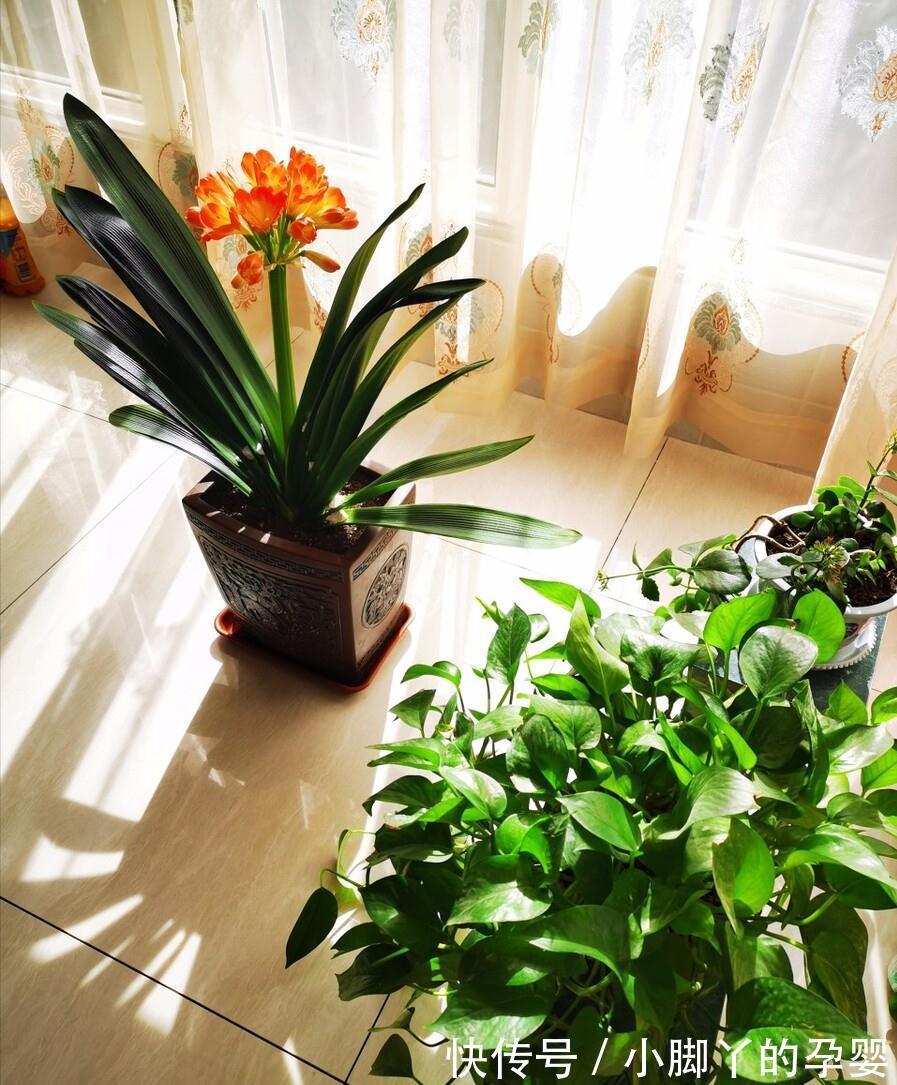 冬季养花，了解“七忌”，简单实用，安全过冬