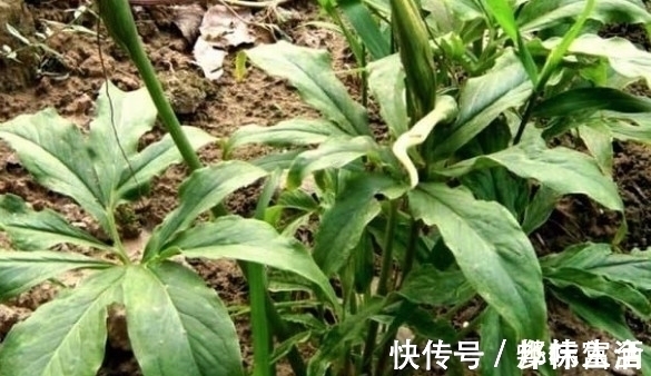 根茎|这种植物的根茎,常被老人说“有毒”,如今却是有钱也很难找到