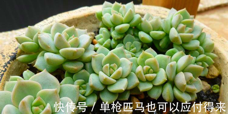 阳台上|3种适合秋天养的多肉,赶快动手养起来,叶片红的、白色似莲花