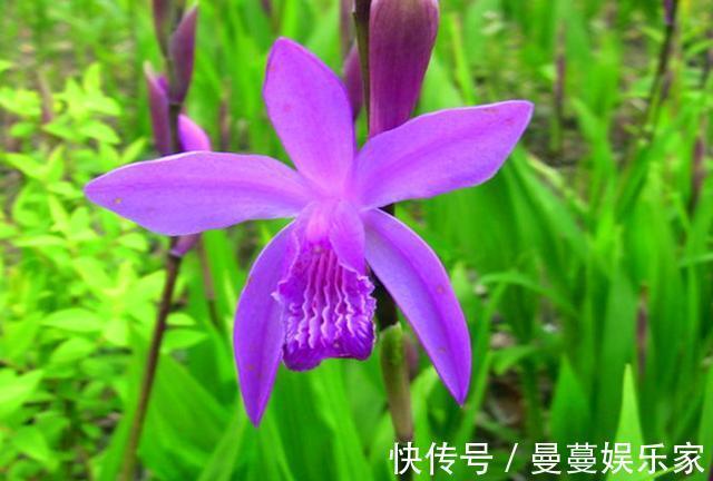 农村这种野生植物叫“白芨”,对于烫伤有好用,遇见请多加珍惜