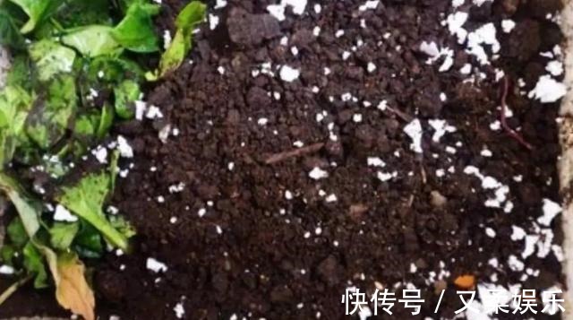 农村|此物在农村满大街都是,却没人要,带点回家,养花的神器