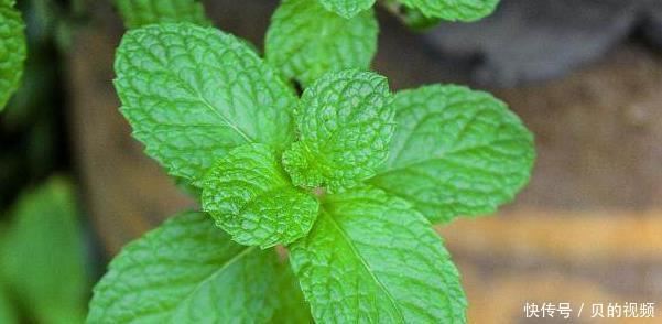 植物|4种能够抗病抗菌的植物,家里养上几盆,小病小灾都不怕!