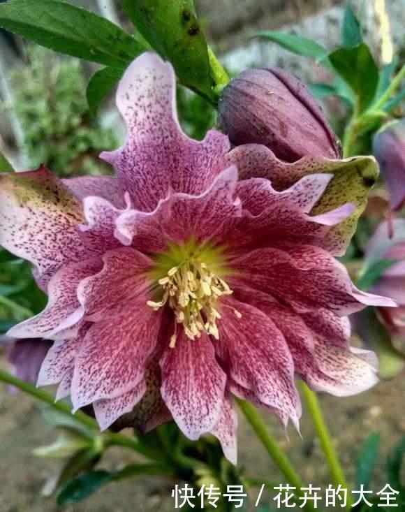 茶花|雨雪天冻不死的3种花,冬天开得旺,放家里喜庆又漂亮