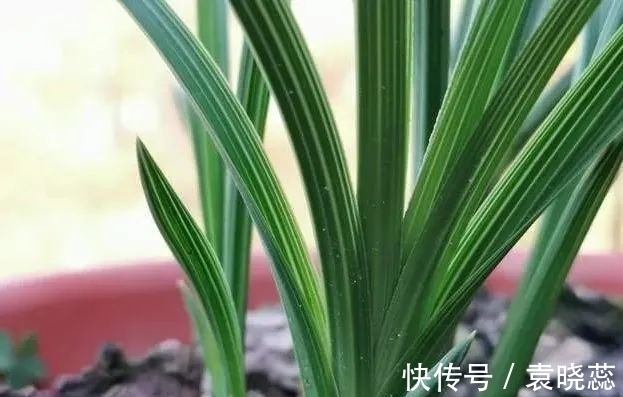 透水|兰花浇水有讲究,浇半截水还是浇透水,究竟怎么掌握?