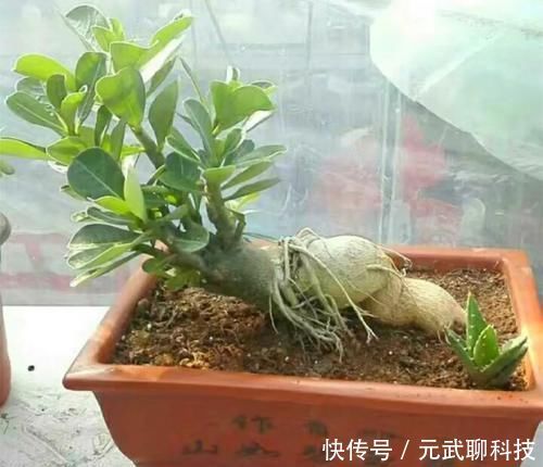 放大|养这三种花,盆越小,开的花越多,放大盆还容易死