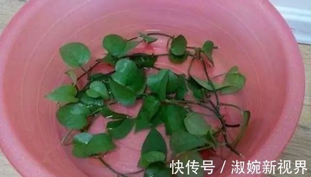 有救|妙招要死的绿萝舍得丢剪一剪，插一插，一个月后爆盆绿油油