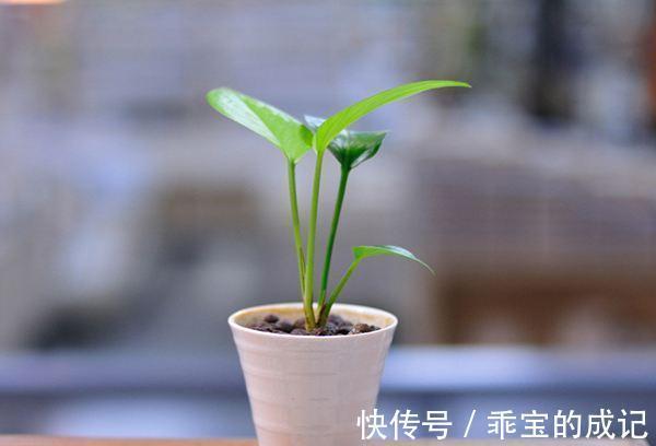 溶液|给植物吃过期的阿司匹林