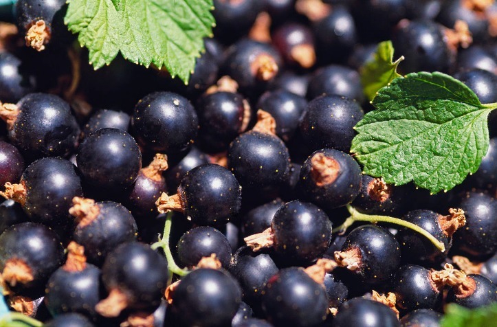 常吃|女性常吃此物,再贵也不要省,气血双补,面色红润了,眼睛也亮了