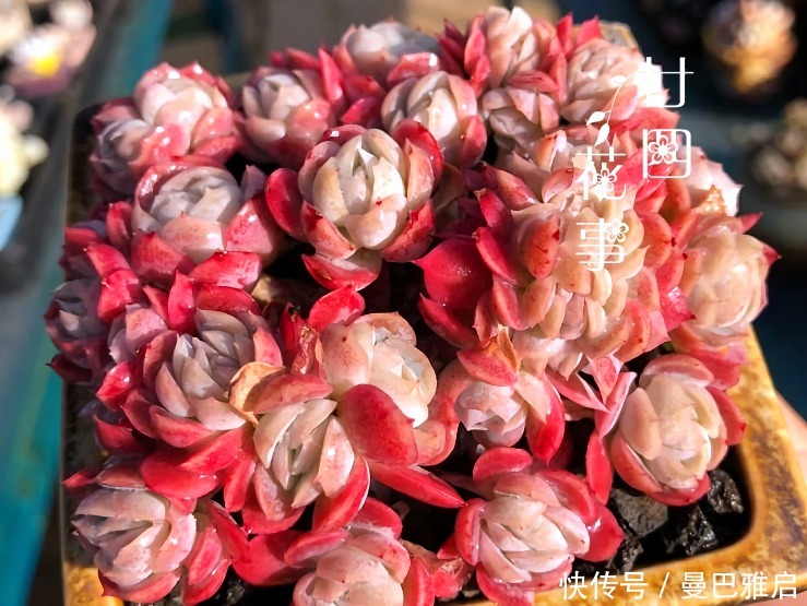 9种多肉小巧精致,易出状态爱群生,浓妆淡抹总相宜,适合女生