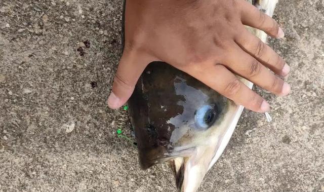 饵料|钓鲢鳙打不到正口？那是提竿不及时，简单几招大大提升命中率