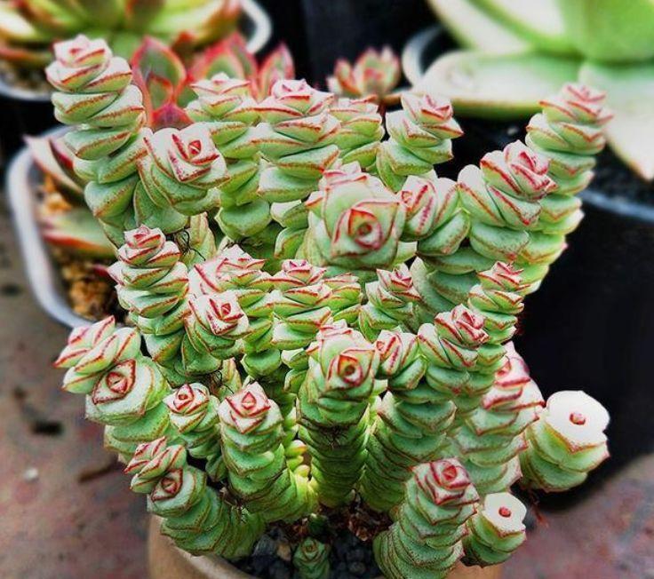 家里就养4种花,耐旱耐晒,财运福运滚滚来,幸福满满,家中必备