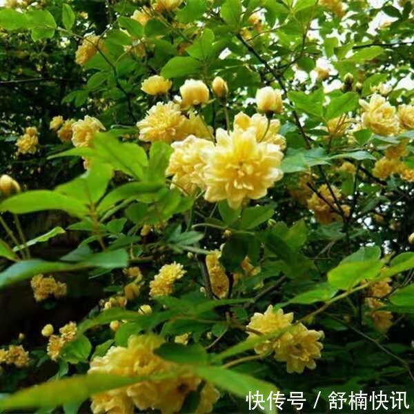 什么样的花卉“好养”如果你是新手,这样选择最靠谱!