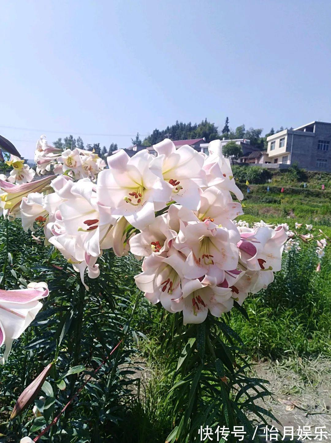 花也能成精,养成巨无霸,一次开花50朵,比小孩还高!