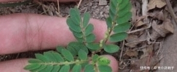 人称“阴阳草”,如今不多见,看到是福气,别拔,拔1棵少1棵