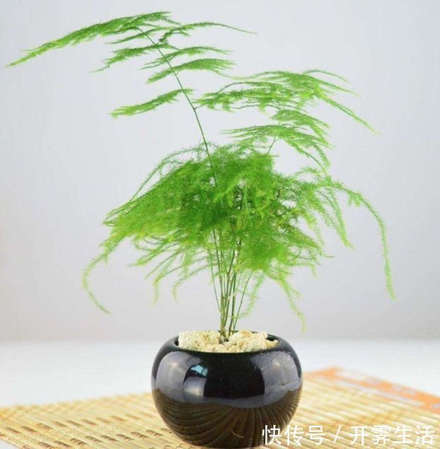 卧室放什么植物好？这5种植物适合养在卧室