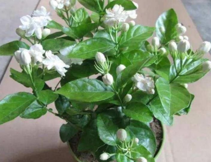 4种花好养易活，旺财又养人，开花红红火火，旺财又旺运！