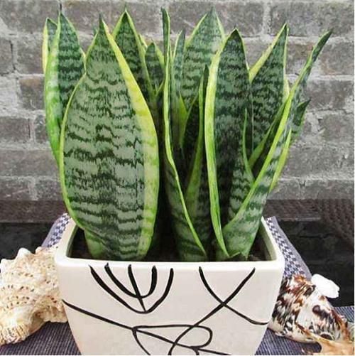 甲醛|这两样东西被查出是甲醛“大户”,强致癌忠告别再往家拿了