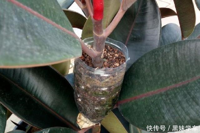 橡皮树打顶前，树皮割几刀，套个杯子，1月得到全新大苗！