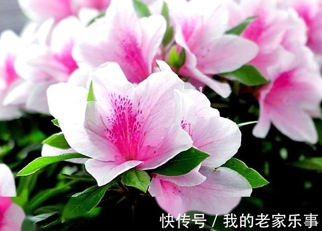 素被称为“花中西施”，花开美艳绚烂无双，种植需要多注意这六条