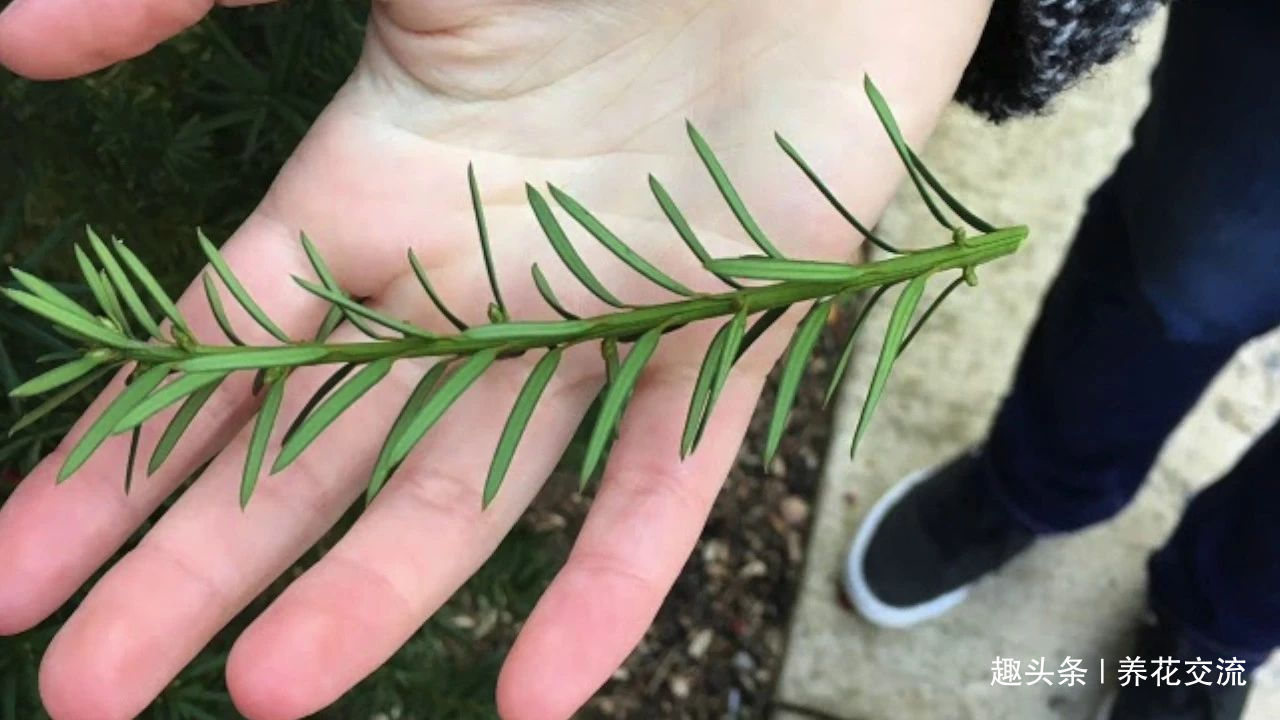 掌握这些养护方法,红豆杉不用怎么照顾就能长得又高又壮