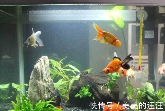 有害物质|鱼缸出现反水现象很快就会死鱼,只有这一措施才能救回鱼命!