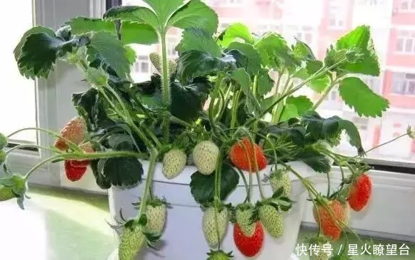 结果多、好养活、不占地方的6种水果，阳台也可以收获满满一大盆