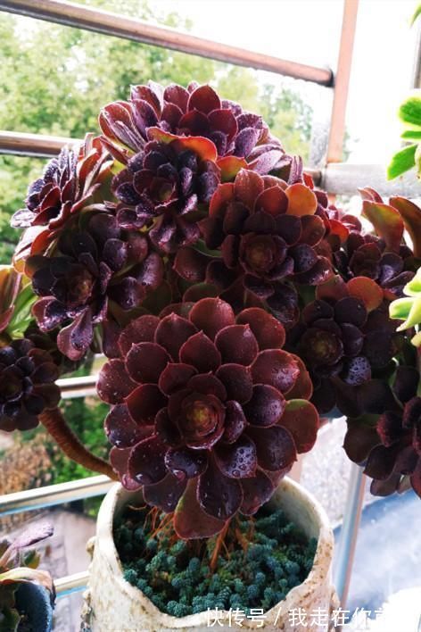 白雪公主|来自“童话里”的6款多肉,满满都是回忆,听名字就很想养上一盆