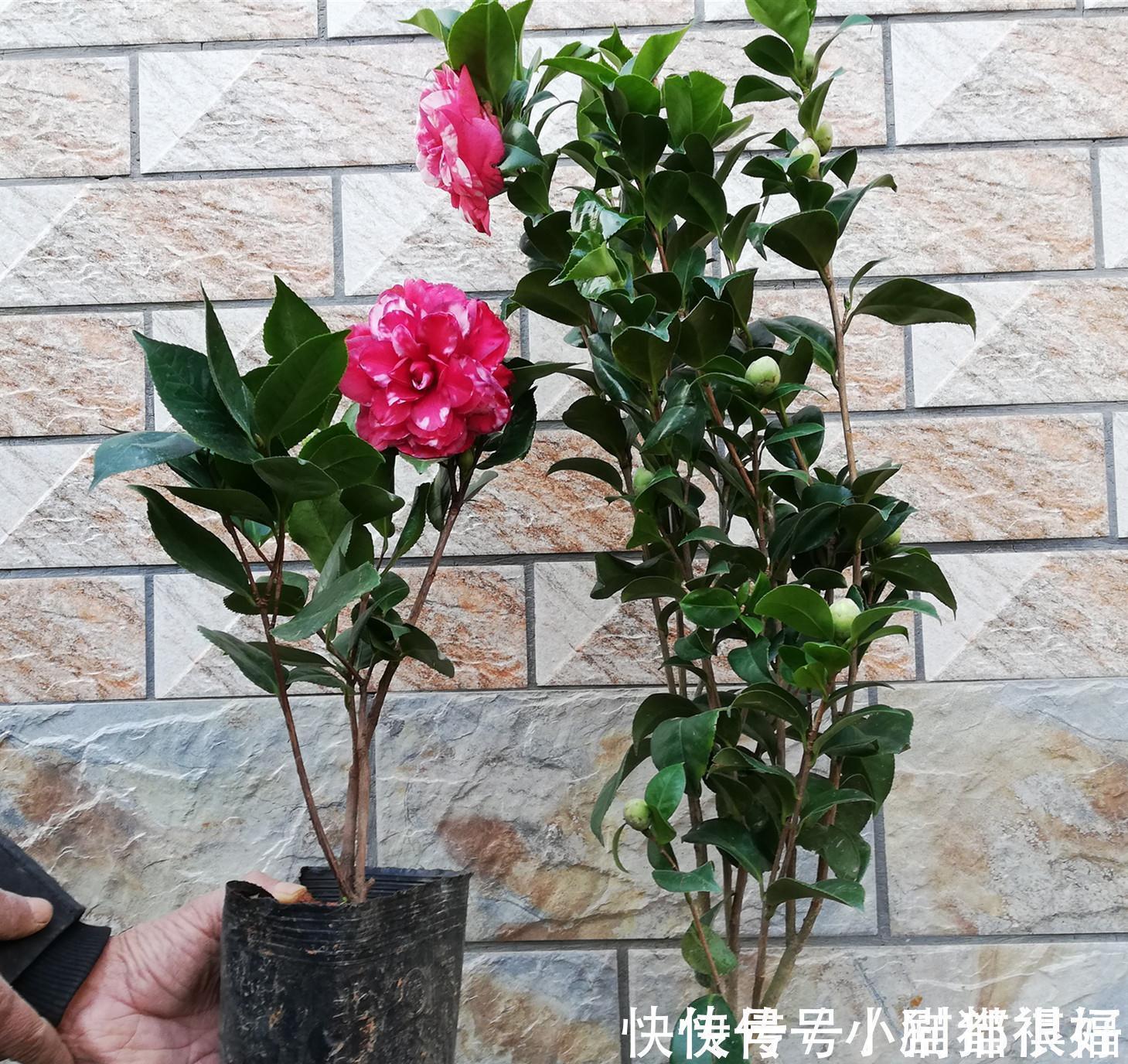 寓意|五种“吉祥花”,建议养一盆,不仅寓意好,还利于健康