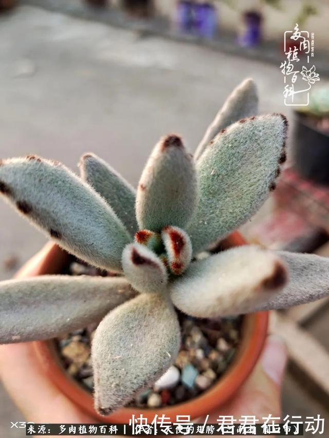 唯有植物,我的人生才不孤独!