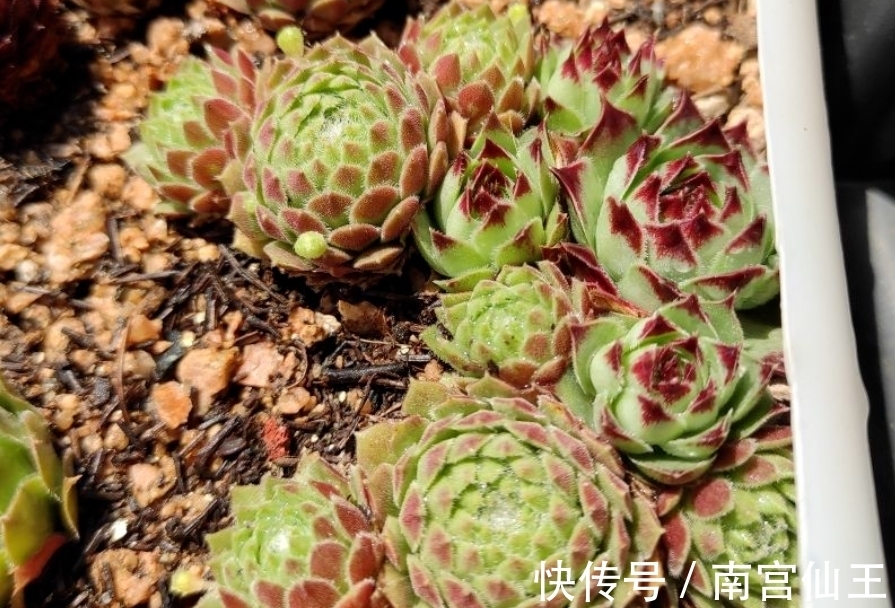 姬胧月|初冬养多肉,有这4款别急着往屋里搬,冻一冻,茎叶更肥美