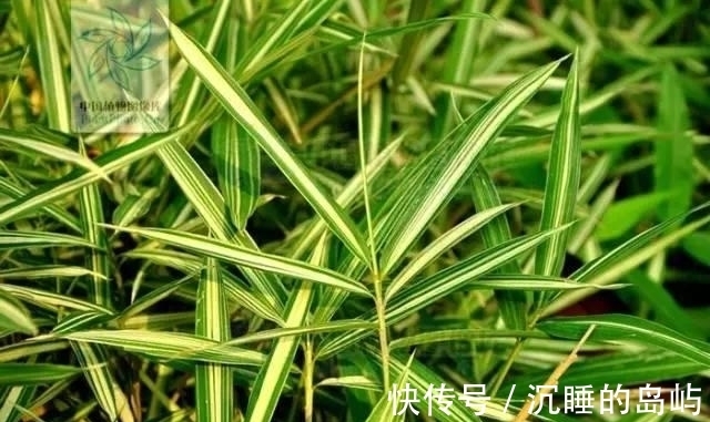 桂竹|26种 · 竹子大全