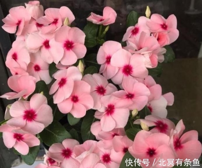 4种“旺运花”，吉祥添富贵，花朵粉嫩丰腴，绚丽夺目