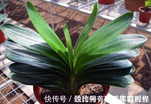 长势|养兰2年的君子兰从未开花?学会浇水方法,长势旺开花美!