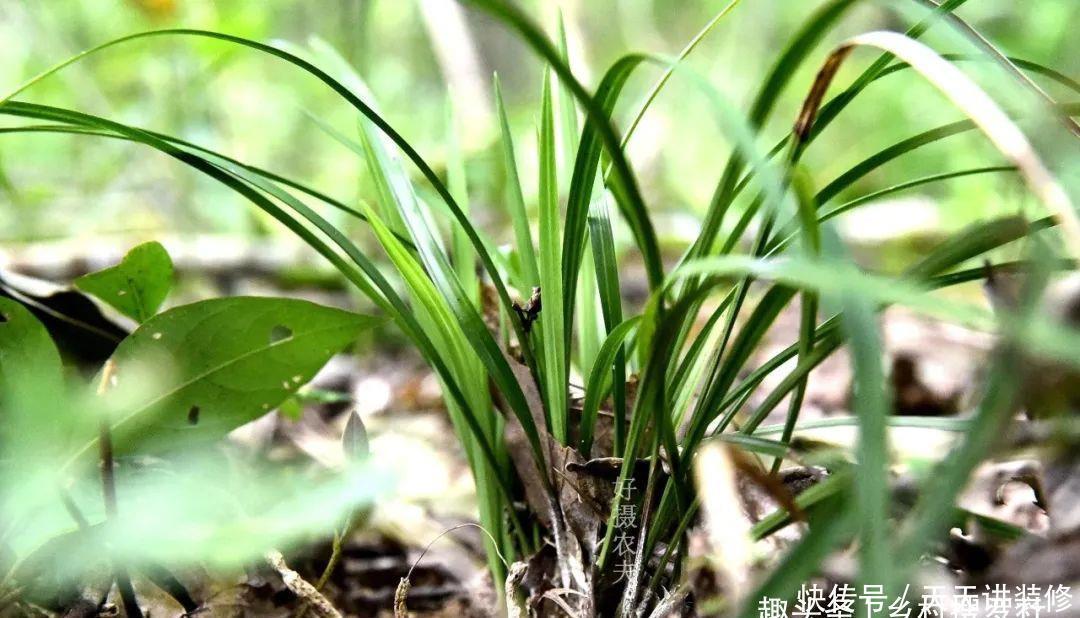 兰花喜酸还是喜碱?很多兰友虽明白,却都做错了