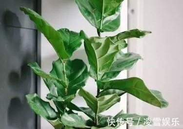 这三种花最不喜欢水,越是不管它越能蹭蹭长不停,一定要管住手