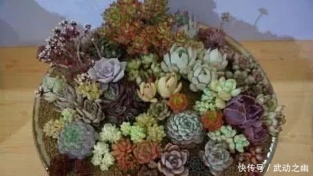 高温引起的多肉黑腐该怎么解决?如何预防黑腐病一定要知道!