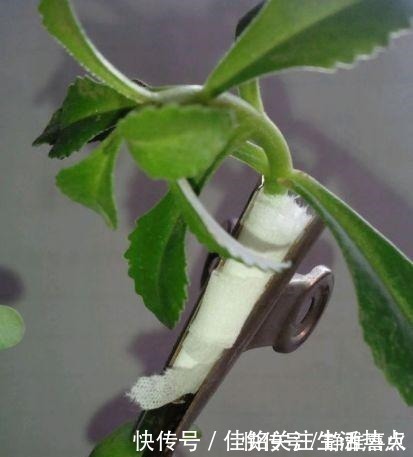 枝条|长寿花嫁接“金枝玉叶”,技巧简单,轻松变成“火树银花”!