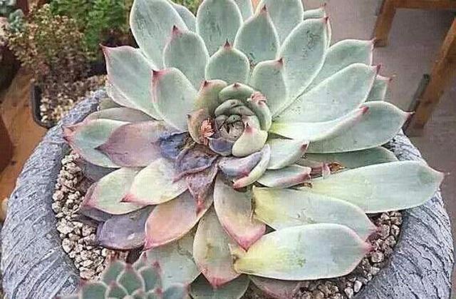 2个“配方”专治长残的多肉，晒伤，黑腐化水一并解决，夏季必备