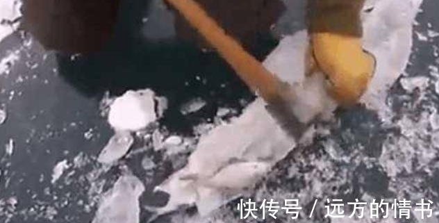 大鱼吃小鱼|男子冰层里敲出冻僵的大鱼，却被它嘴里的东西弄蒙了