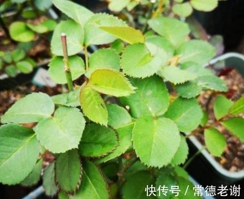 6个养花“坏习惯”,难怪花花长不好,快看看你中了几条?