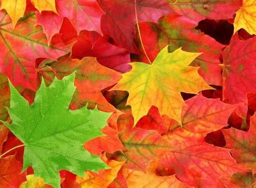  养花|自制肥水、腐叶土养花，既能多省钱又能养啥旺啥