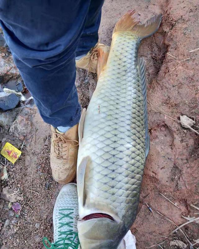 窝子|秋季野钓重要技能:避开小鱼,学会套路再多小鱼拿你没辙