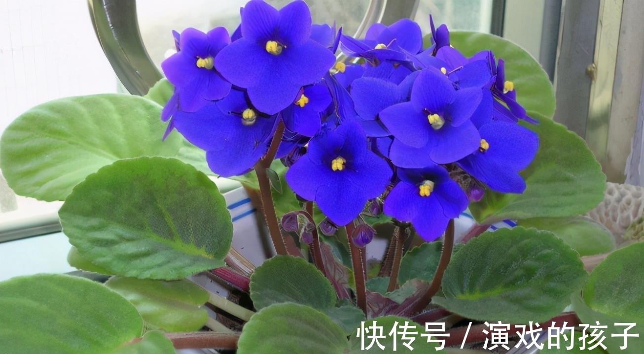 好处|油烟机废油入土前需要做哪些处理,为养花人,该早点知道