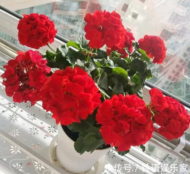 三角梅|家里就养这“3种花”,好看好养又便宜,开起花来拦都拦不住,美