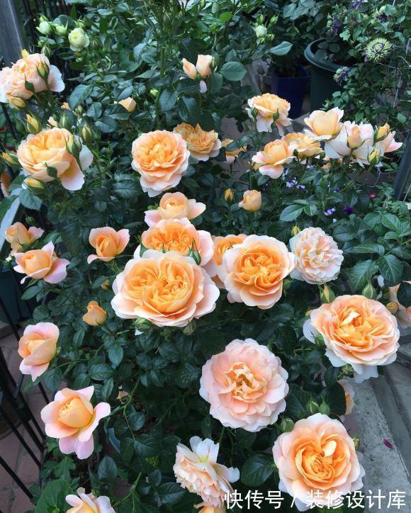 鲜艳|封闭阳台上,禁止养3种花,理想丰满,现实打脸,白白浪费钱